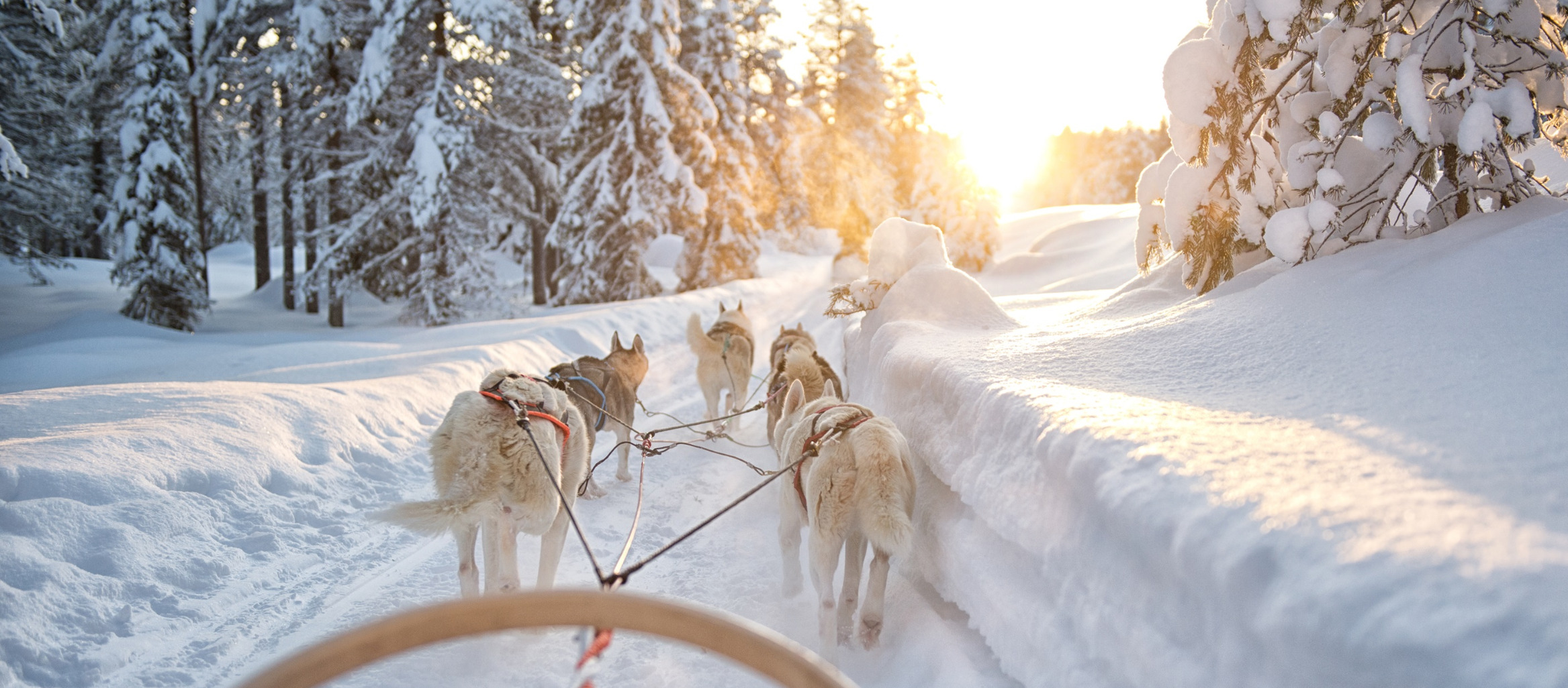 schlittenhunde tour lappland